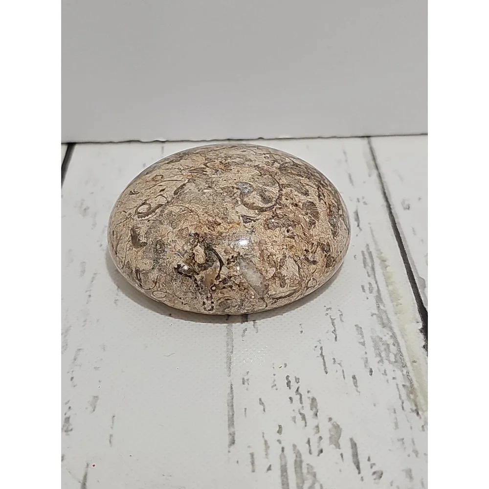POLISHED SHELL FOSSIL PAPERWEIGHT. 3